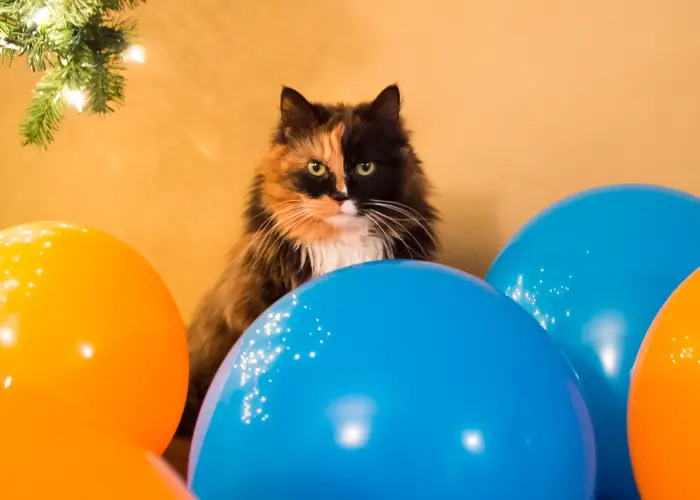 a cat behind colorful balloons