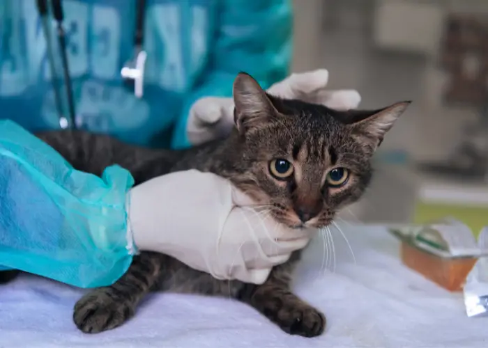a cat in a vet clinic
