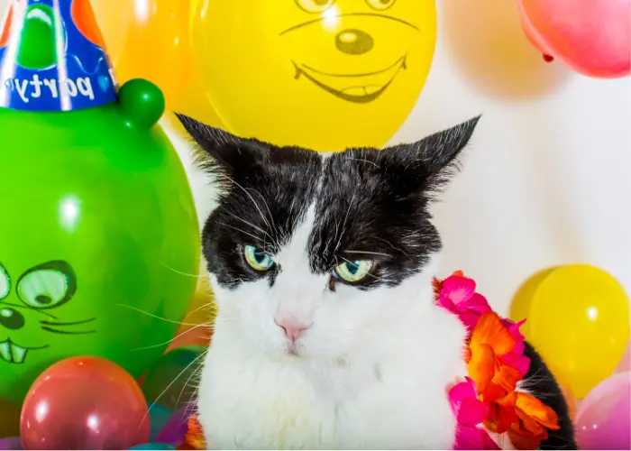 a cat sorrounded by colorful balloons