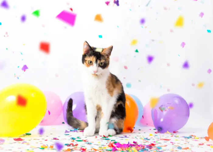 a cat with balloons in a party