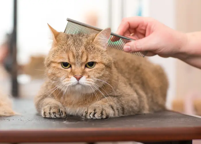 an owner combing his cat