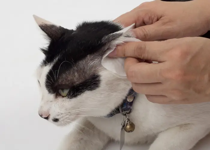 cleaning a cat's ears