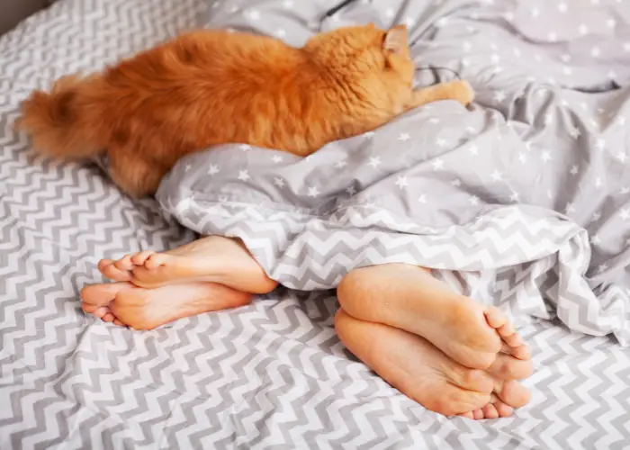 couple and ginger cat in bed