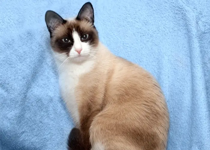 cream-colored Snowshoe cat on a blue background