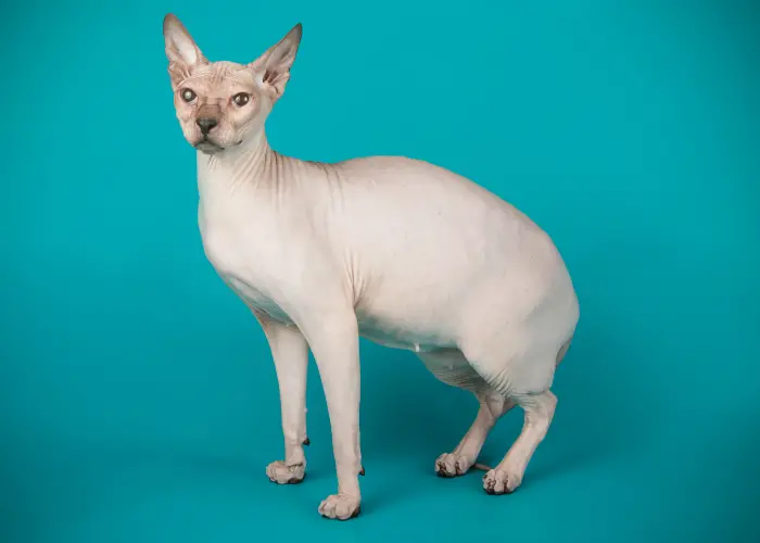 cream-colored Sphinx cat on a blue background