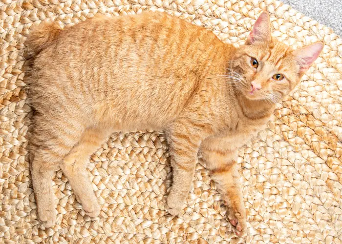 cream-colored manx cat on a rug