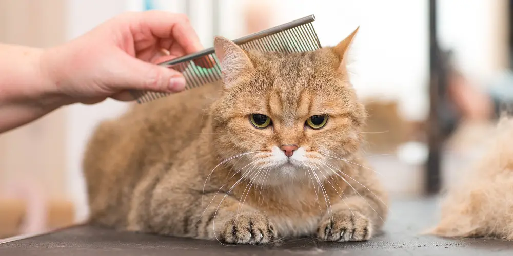 Cat Care Guide: High or Low Maintenance article featured image