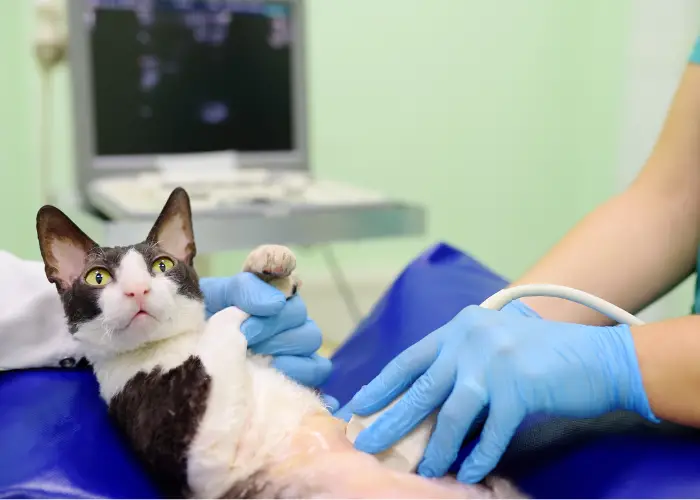 a cat having an ultrasound scan in a vet clinic
