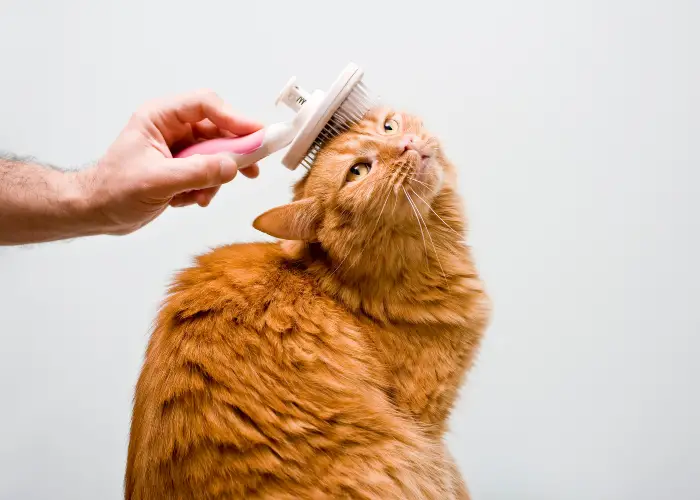 brushing an orange cat