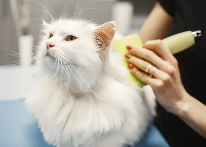 white cat grooming