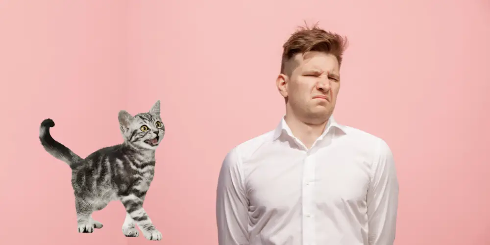 why do people hate cats image